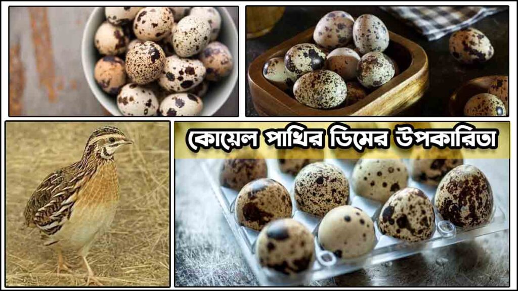 কোয়েল পাখির ডিমের উপকারিতা