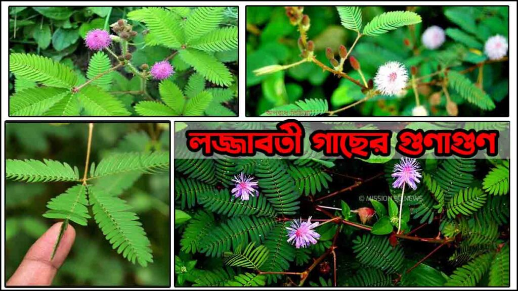 লজ্জাবতী গাছের গুণাগুণ